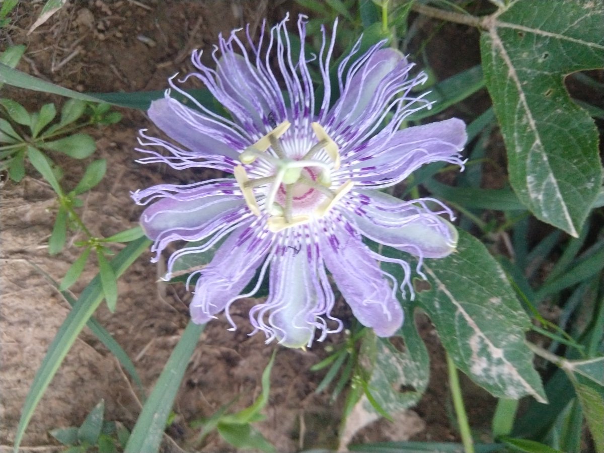 IMG_20210715_201223194.jpg
