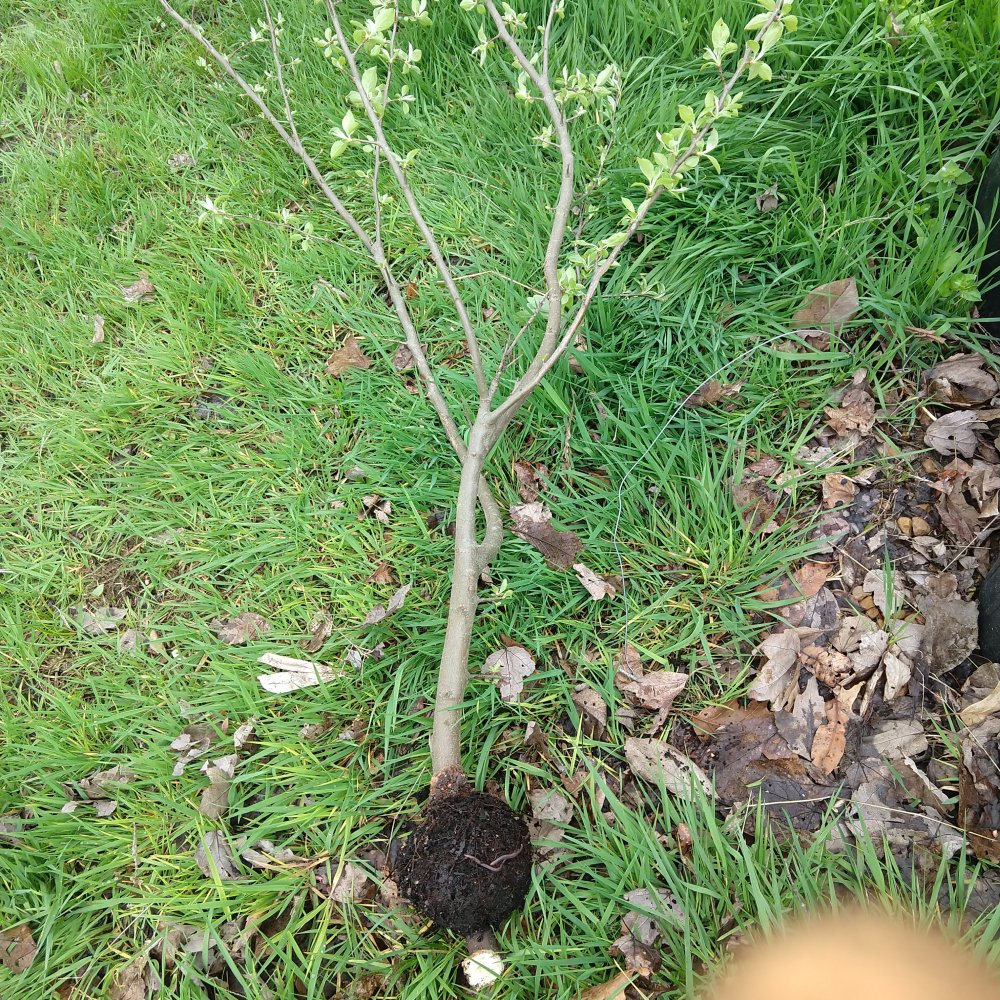 IMG_20220413_140555859.jpg