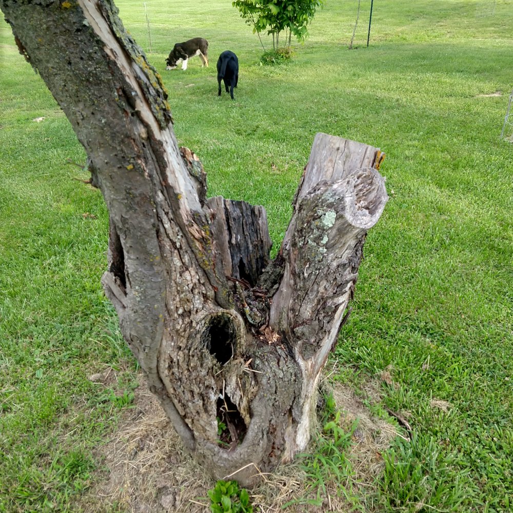 IMG_20220526_183946551_HDR.jpg