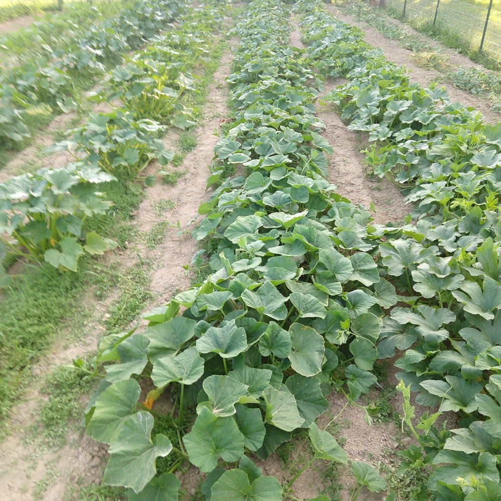 IMG_20220623_190829938.jpg