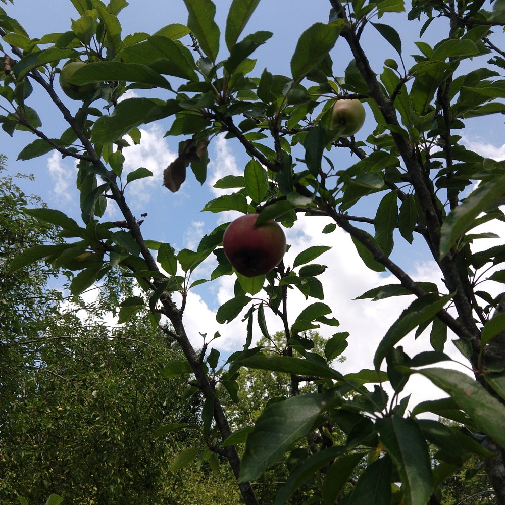 IMG_20220718_124654304.jpg