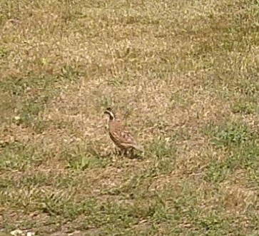 IMG_20230713_100404738~4.jpg