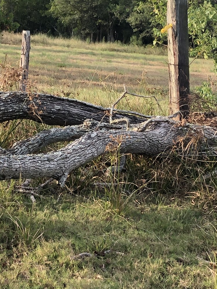 IMG_5488.jpeg