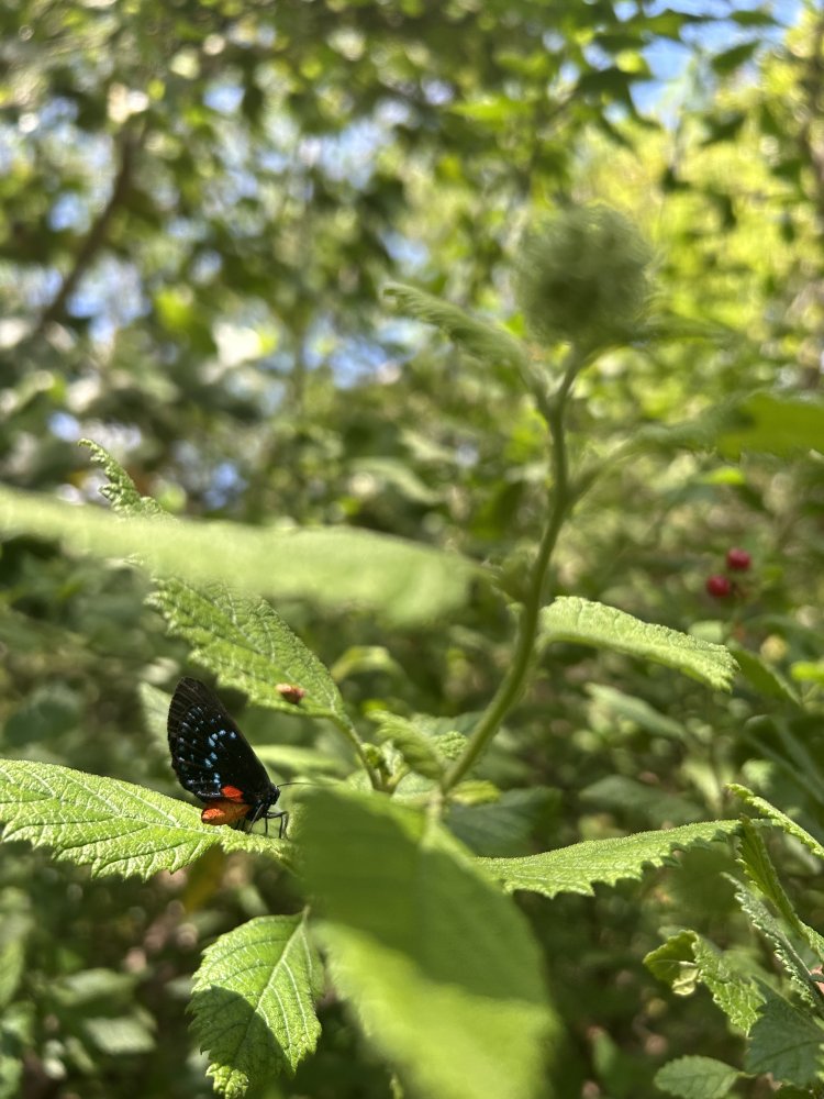 IMG_6948.jpeg