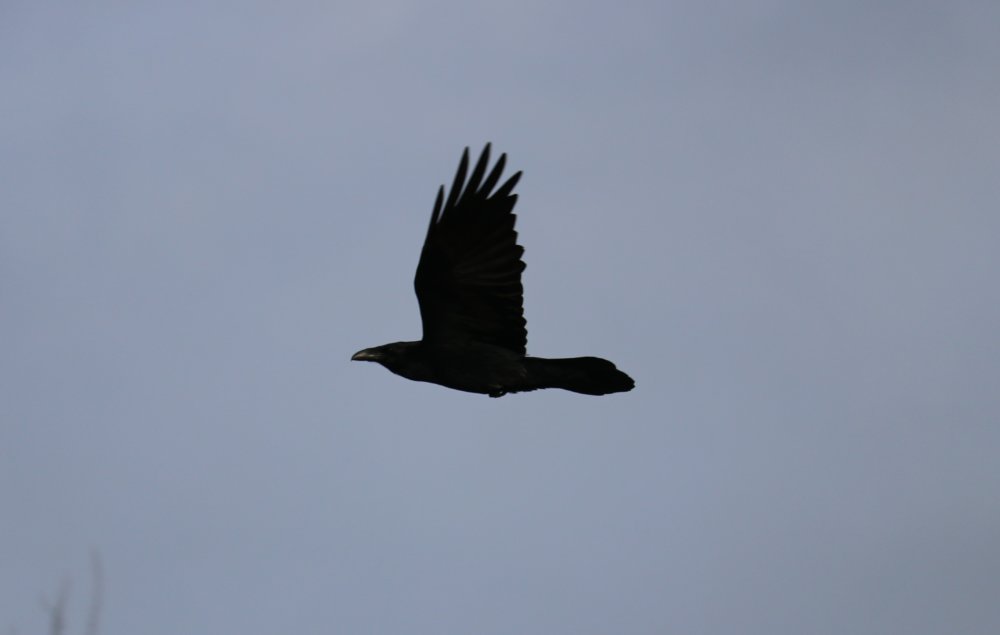 IMG_8544.jpg