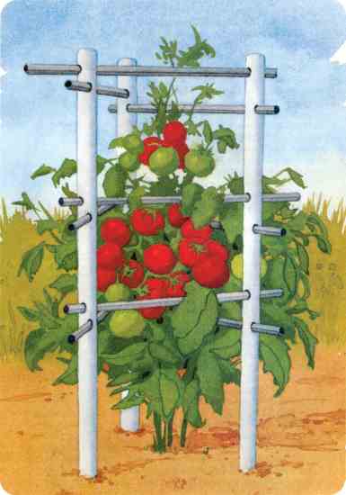 Indestructible Tomato Cage.jpg