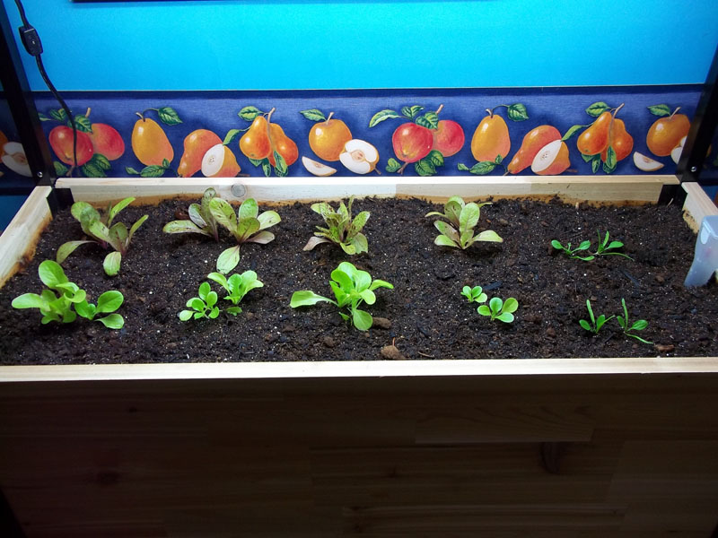 kitchen-garden03.jpg