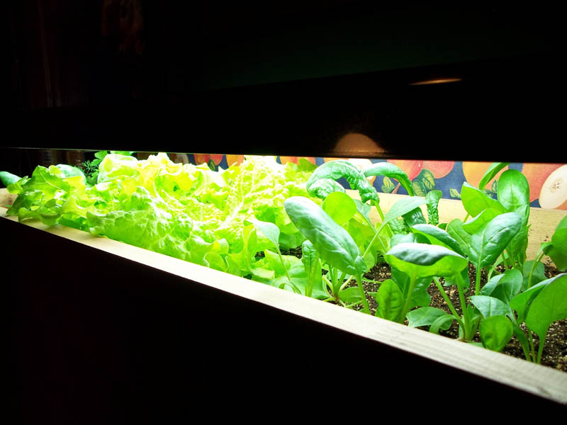 Kitchen-Garden06.jpg