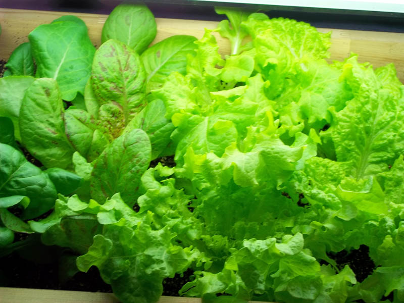 Kitchen-Garden07.jpg