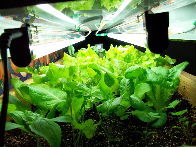 Kitchen-Garden08.jpg