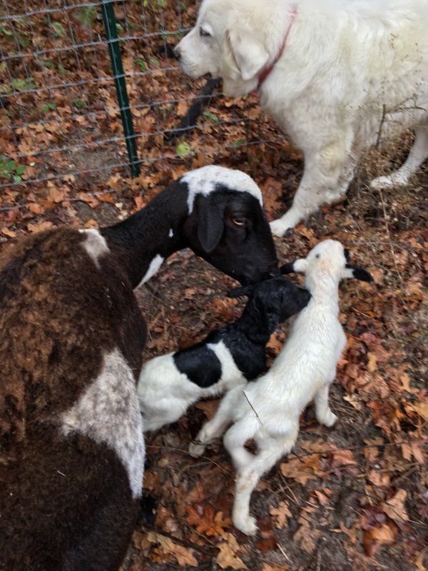 Lambs 11-28-2016.JPG