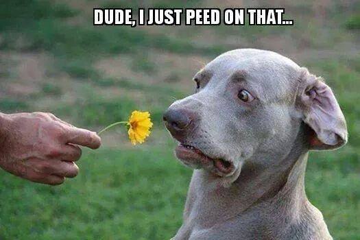 laugh-of-the-day-5.jpg