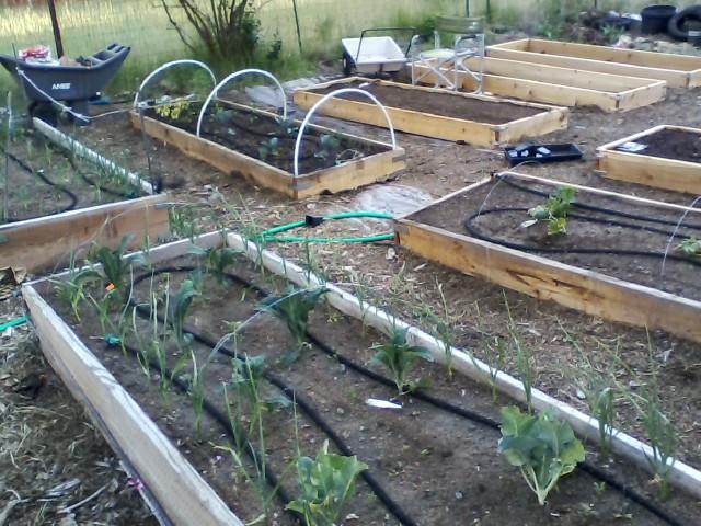 long view of garden.jpg