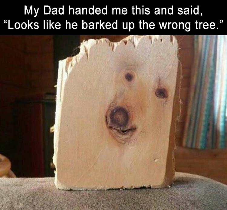 looks_like_he_barked_up_the_wrong_tree._3759794388.jpg