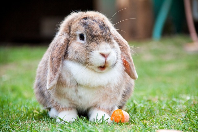 What To Feed Your Pet Rabbit What To Feed Your Pet Rabbit