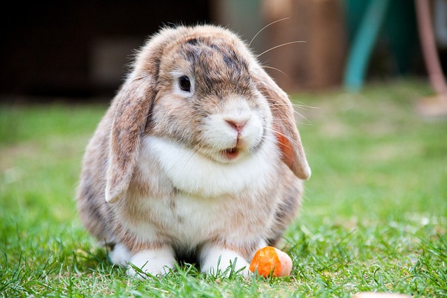 What To Feed Your Pet Rabbit