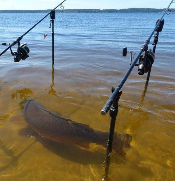 Lurking-In-The-Shallows.jpg
