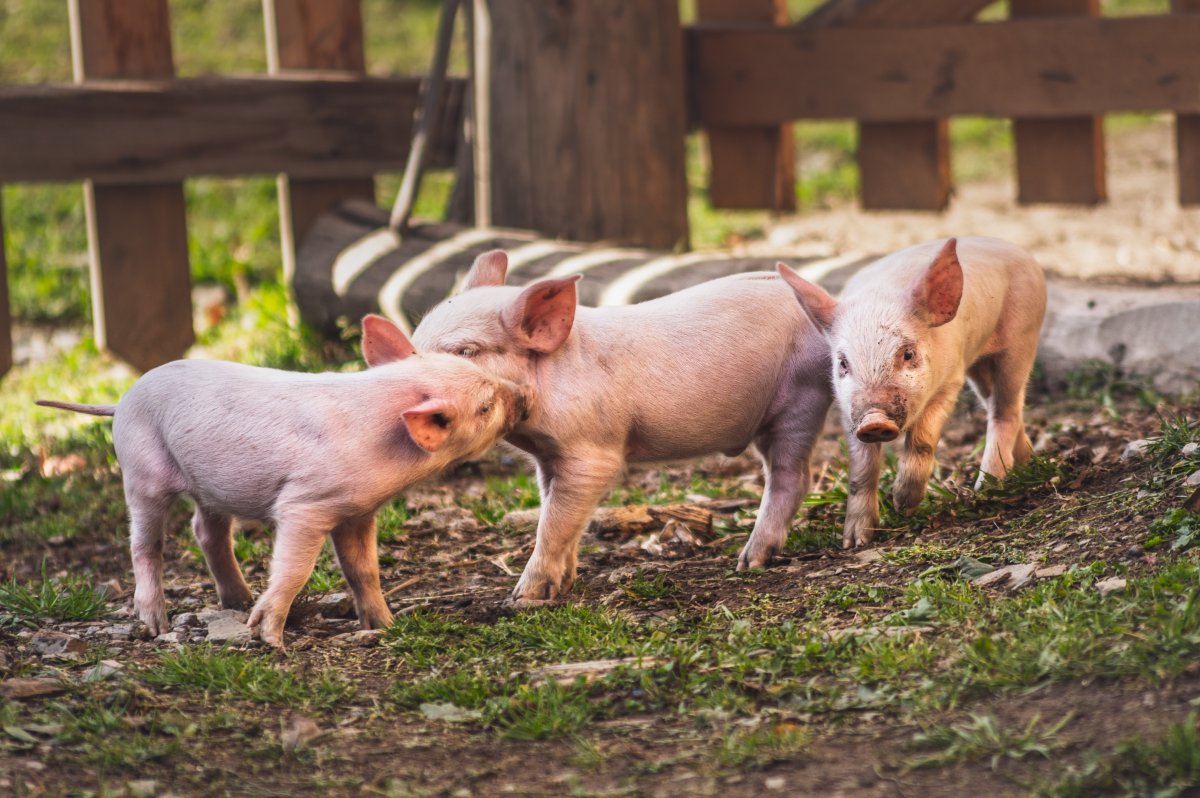 Raising Pigs on Your Homestead
