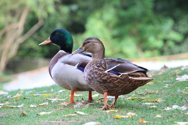 Duck Farming
