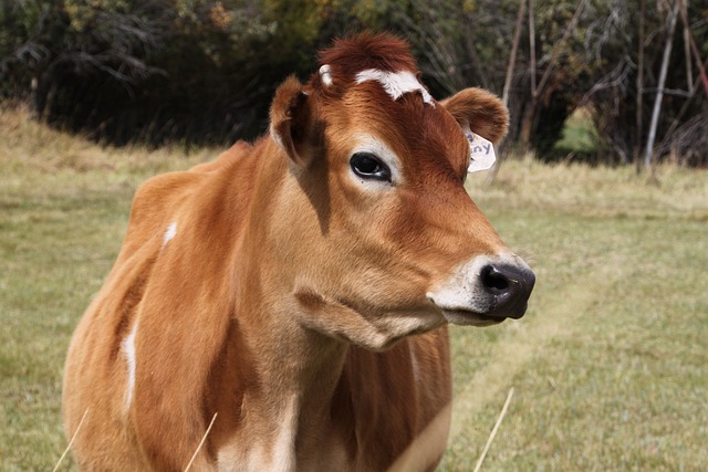 The Top 5 Dairy Cow Breeds in America