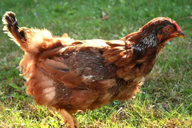 How To Care For Chickens During the Fall