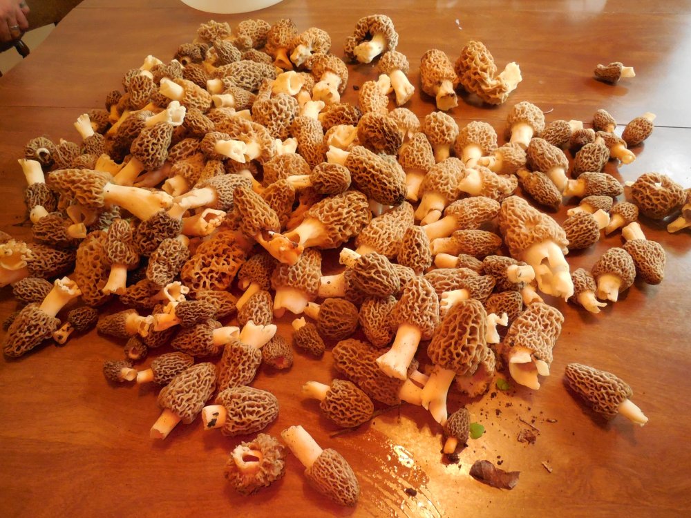 Morels.JPG