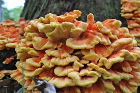 mushrooms.jpg