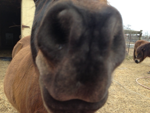 nosey.jpg