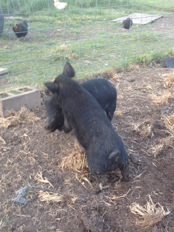 October and Pigs 147 (3).JPG