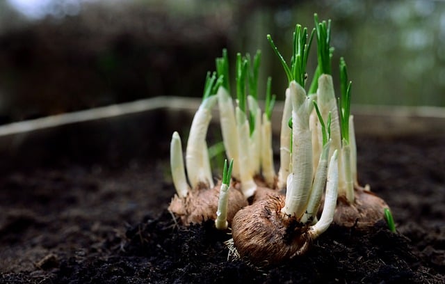 onions-8556903_640.jpg