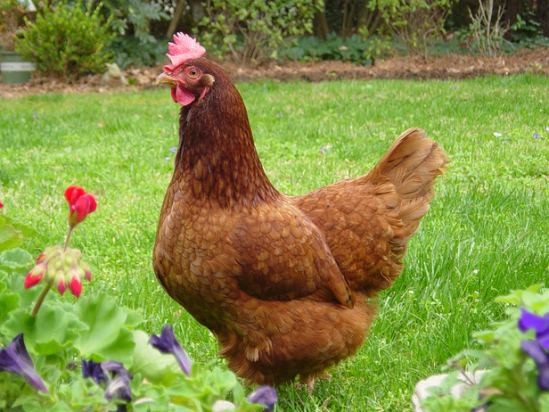 Original-Anna-Millman_Backyard-Chickens-rhode-island-red-fronk-flowers-helen_s4x3_lg.jpg