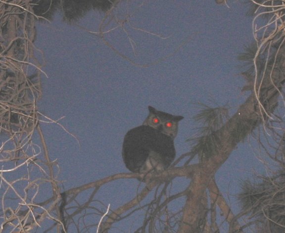 Owl at night.jpg