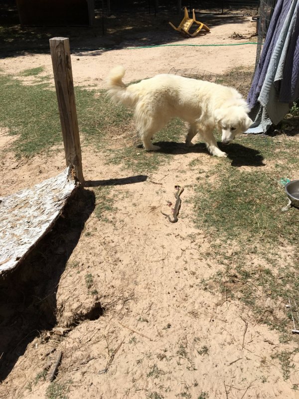 Paris and snake.jpg
