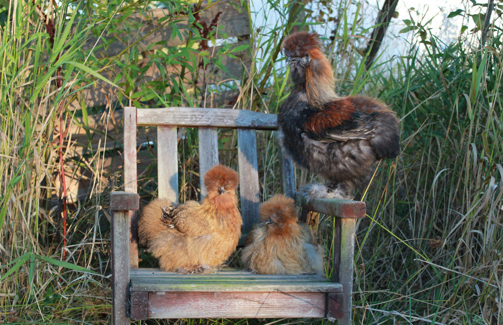 partridge_family_by_seerisil_dahofj0-fullview.jpg