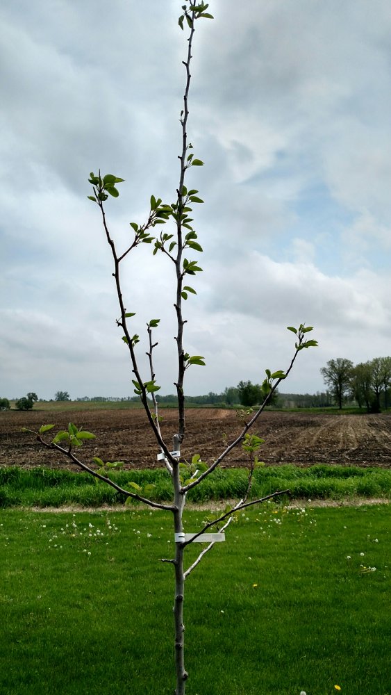 pear tree.jpg