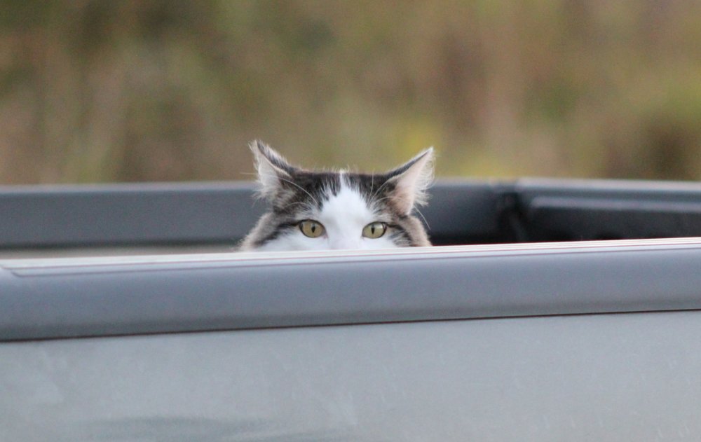 peek_a_boo_by_seerisil-dakt8sp.jpg