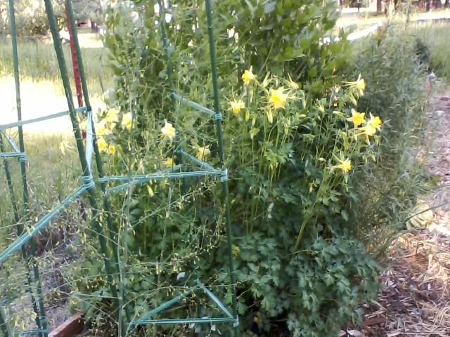 perennials bed.jpg