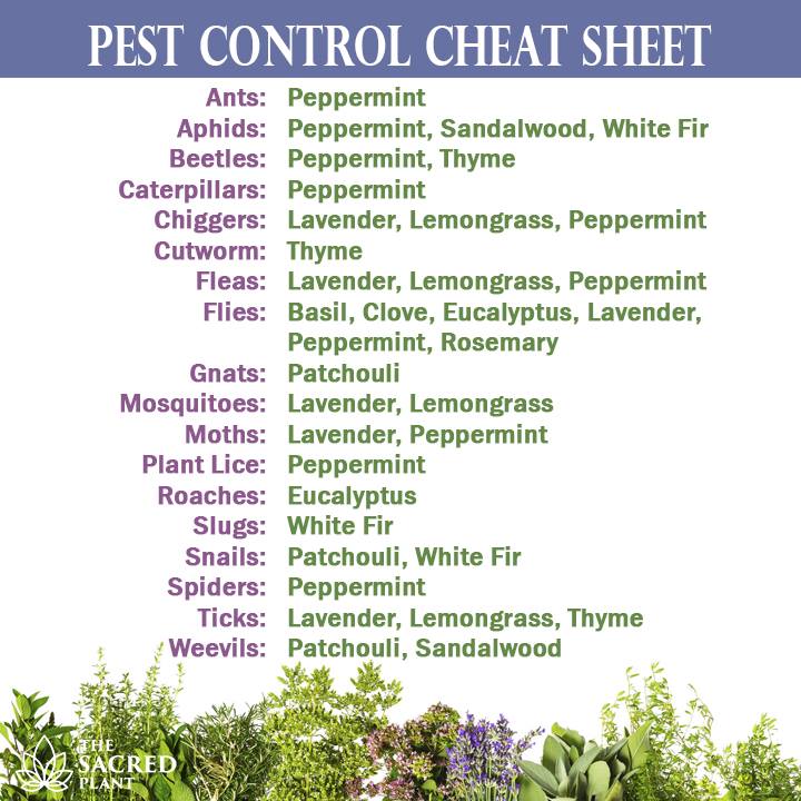 pest control.jpg