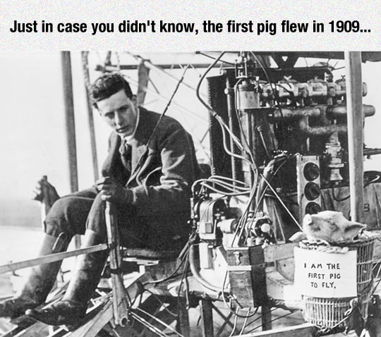 pig-basket-fly-airplane.jpg
