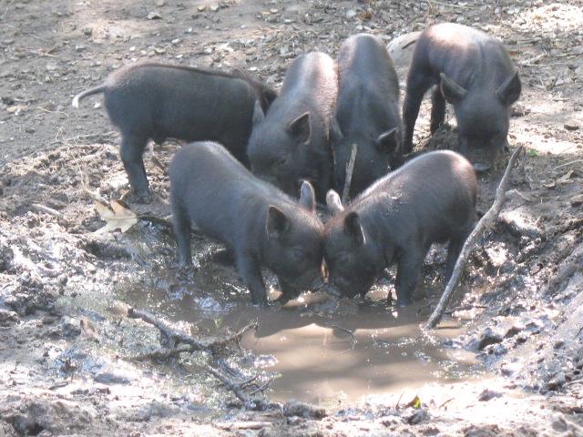 Piggies.jpg