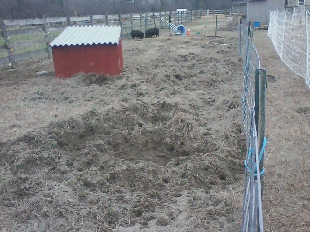 pigs plow.JPG