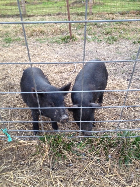 pigsters.jpg