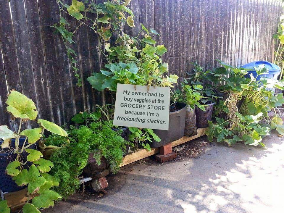 plant shaming.jpg