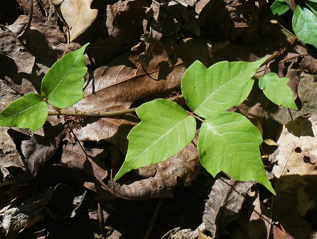 10 Skin-Irritating Plants Commonly Found on the Homestead