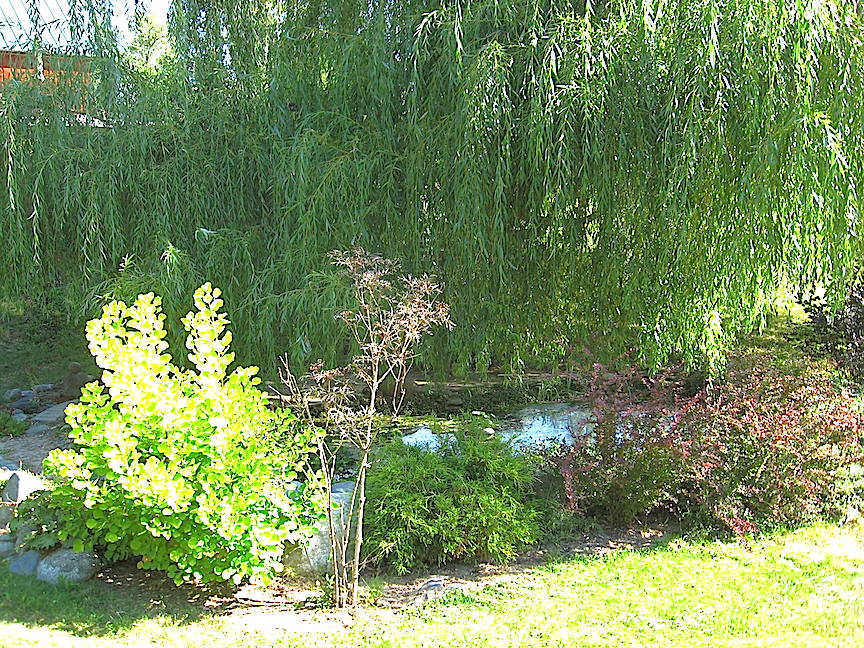 Pond 15-1.JPG
