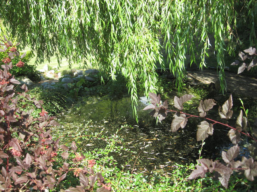Pond 15-2.JPG