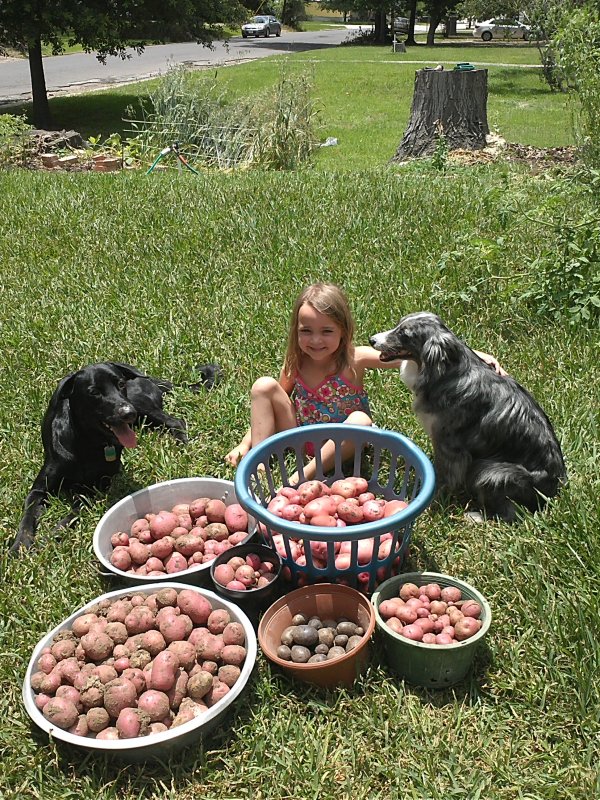 Potato harvest 2013.jpg