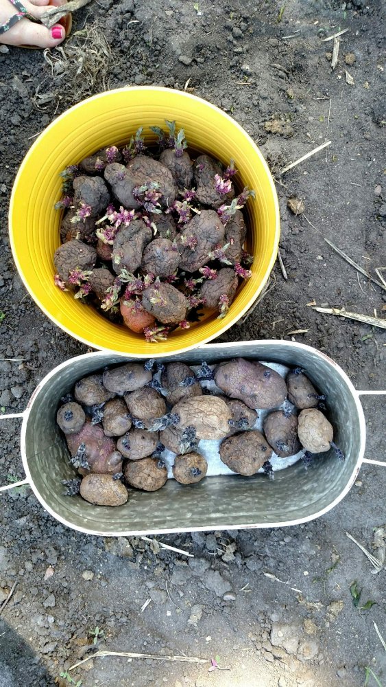 potatoes.jpg