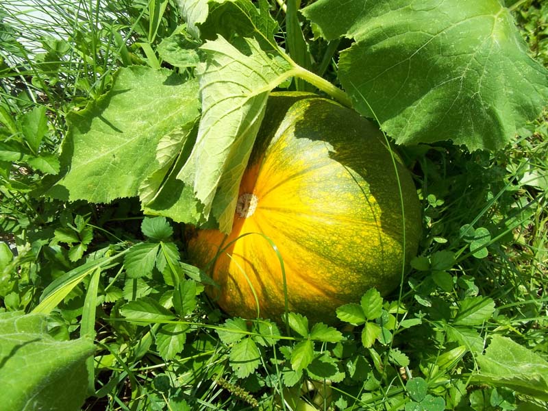 pumpkin.jpg