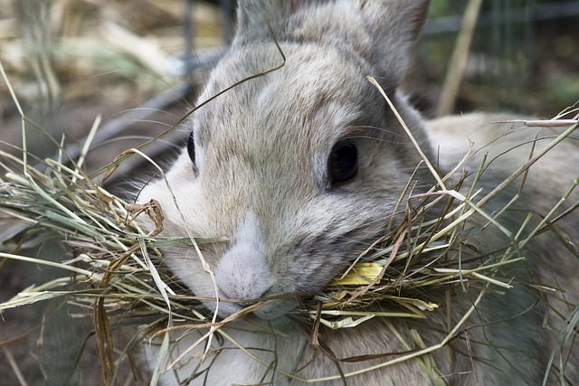 What To Feed Your Pet Rabbit